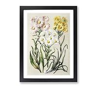 Groundsel Daisy Flowers By Sarah Featon Vintage Framed Print | A2 Black Framed Wall Art | Ready to Hang | Classic Floral Picture | Living Room Bedroom Lounge Office