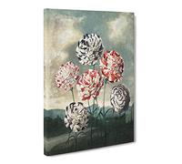 Group Of Carnations By Robert John Thornton Canvas Print | Gallery Wrapped 30mm Frame Wall Art | 30x20 inches | Ready to Hang | Retro Picture | Living Room Bedroom Lounge Office