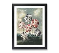 Group Of Carnations By Robert John Thornton Vintage Framed Print | A2 Black Framed Wall Art | Ready to Hang | Classic Nature Picture | Living Room Bedroom Lounge Office