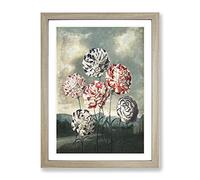 Group Of Carnations By Robert John Thornton Vintage Framed Print | A3 Oak Framed Wall Art | Ready to Hang | Classic Nature Picture | Living Room Bedroom Lounge Office