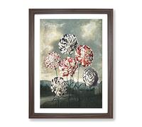 Group Of Carnations By Robert John Thornton Vintage Framed Print | A4 Walnut Framed Wall Art | Ready to Hang | Classic Nature Picture | Living Room Bedroom Lounge Office