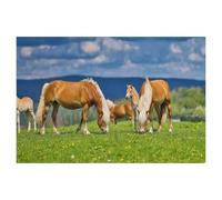 Group of Haflingers enjoying the fresh air，Jigsaw Puzzle Adults Kids Children's Educational Toy Personalized Gift（75x50cm）-AK78