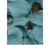 Groves & Thames Rose Petals: Pack of 164: Polyester: Turquoise in Blue Groves & Thames Blue