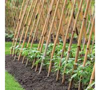 Grow It Bamboo Canes Lightweight Reusable Plant Supports For Flowers Vegetables And Climbers 90Cm