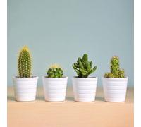 Grow It: Cactus - Indoor Plant Kit