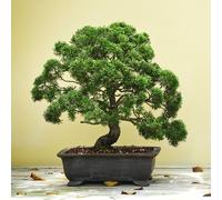 Grow Your Own Bonsai Tree