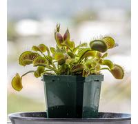 Grow Your Own Carnivorous Plants