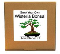 Grow Your Own Chinese Wisteria Bonsai Tree Complete Seed Growing Starter Kit