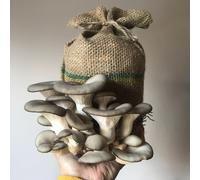 Grow Your Own Mushroom Kit Grey Oyster Mushrooms Complete Ready To Grow Plant Theory Grey One Size