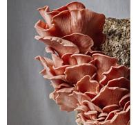 Grow Your Own Mushroom Kit Pink Oyster Mushrooms Large No Frills Ready To Grow Plant Theory Pink One Size