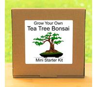 Grow Your Own Tea Tree Bonsai Kit - Indoor Windowsill Gardening Gift Set
