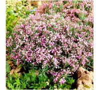 GrowOn Shrubs Andromeda Ericaceae 'blue Ice' Evergreen Garden Shrub (9Cm Pot)