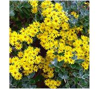 GrowOn Shrubs Brachyglottis 'sunshine' Evergreen Garden Shrub (9Cm Pot)