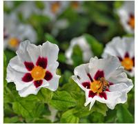 GrowOn Shrubs Cistus Albidius Rock Rose 'snow Fire' Evergreen Garden Shrub (9Cm Pot)