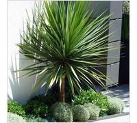 GrowOn Shrubs Cordyline 'australis' Cabbage Palm Tree Evergreen Garden Plant (9Cm Pot)