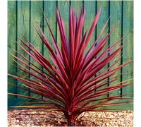 GrowOn Shrubs Cordyline Australis 'torbay Red' Cabbage Palm Tree Evergreen Garden Plant (9Cm Pot)