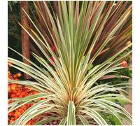 GrowOn Shrubs Cordyline 'torbay Dazzler' Palm Tree Evergreen Garden Plant (9Cm Pot)