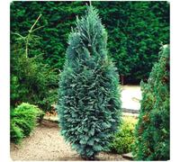 GrowOn Shrubs Dwarf Conifer Chamaecyparis Lawsoniana 'chilworth Silver' Evergreen Garden Shrub (2 Litre Pot)