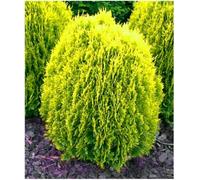 GrowOn Shrubs Dwarf Conifer Chamaecyparis Lawsoniana 'golden Pot' Evergreen Garden Shrub (9Cm Pot)