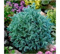 GrowOn Shrubs Dwarf Conifer Chamaecyparis Pisifera 'boulevard' Evergreen Garden Shrub (9Cm Pot)