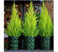 GrowOn Shrubs Dwarf Conifer Cupressus Macrocarpe 'wilma' Goldcrest Lemon Cypress Evergreen Garden Shrub (9Cm Pot)