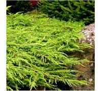 GrowOn Shrubs Dwarf Conifer Juniperus Communis 'green Carpet' Evergreen Garden Shrub (9Cm Pot)