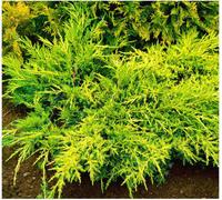 GrowOn Shrubs Dwarf Conifer Juniperus X Media 'gold Coast' Evergreen Garden Shrub (9Cm Pot)