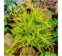 GrowOn Shrubs Dwarf Conifer Juniperus X Media 'old Gold' Evergreen Garden Shrub (9Cm Pot)