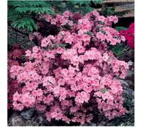 GrowOn Shrubs Dwarf Japanese Azalea Japonica 'diamant Pink' Deciduous Garden Shrub (9Cm Pot)