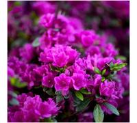 GrowOn Shrubs Dwarf Japanese Azalea Japonica 'diamant Purple' Deciduous Garden Shrub (9Cm Pot)