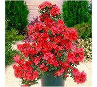 GrowOn Shrubs Dwarf Japanese Azalea Japonica 'diamant Red' Deciduous Garden Shrub (9Cm Pot)