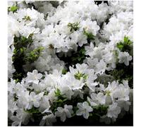 GrowOn Shrubs Dwarf Japanese Azalea Japonica 'diamant White' Deciduous Garden Shrub (9Cm Pot)