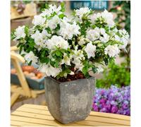 GrowOn Shrubs Dwarf Japanese Azalea Japonica 'pleasant White' Deciduous Garden Shrub (9Cm Pot)