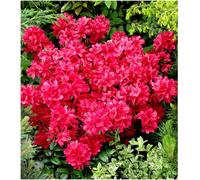 GrowOn Shrubs Dwarf Japanese Azalea 'maruschka' Deciduous Garden Shrub (9Cm Pot)