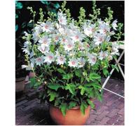 GrowOn Shrubs Dwarf Lavatera X Clementii Barnsley Baby Tree Mallow Deciduous Garden Shrub (9Cm Pot)