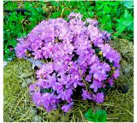 GrowOn Shrubs Dwarf Rhododendron Japonica 'blue Diamond' Evergreen Garden Shrub (9Cm Pot)