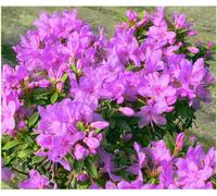 GrowOn Shrubs Dwarf Rhododendron Japonica 'pink Drift' Evergreen Garden Shrub (2 Litre Pot)