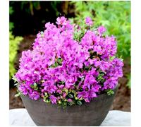 GrowOn Shrubs Dwarf Rhododendron Japonica 'radicans' Evergreen Garden Shrub (2 Litre Pot)