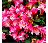 GrowOn Shrubs Dwarf Rhododendron Japonica 'too Bee' Evergreen Garden Shrub (2 Litre Pot)