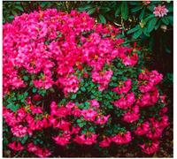 GrowOn Shrubs Dwarf Rhododendron Japonica 'whispering Rose' Evergreen Garden Shrub (2 Litre Pot)