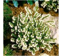 GrowOn Shrubs Heather Erica X Darleyensis 'silver Beads' (Silberschmelze) Evergreen Garden Shrub (9Cm Pot)