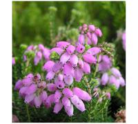 GrowOn Shrubs Heather Erica X Stuartii 'irish Lemon' Evergreen Garden Shrub (9Cm Pot)