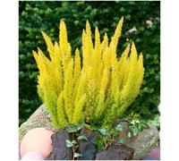 GrowOn Shrubs Heather Tree Heath Erica Arborea 'alberts Gold' Evergreen Garden Shrub (9Cm Pot)
