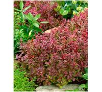 GrowOn Shrubs Japanese Barberry Berberis Thunbergii 'admiration' Deciduous Garden Shrub (9Cm Pot)