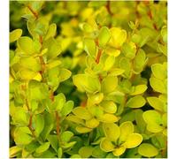 GrowOn Shrubs Japanese Barberry Berberis Thunbergii 'aurea' Deciduous Garden Shrub (9Cm Pot)