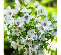 GrowOn Shrubs Mock Orange Philadelphus 'belle Etoile' Deciduous Garden Shrub (9Cm Pot)