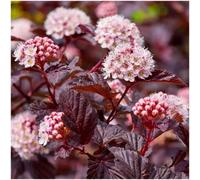 GrowOn Shrubs Ninebark Physocarpus Opulifolius 'lady In Red' Deciduous Garden Shrub (9Cm Pot)