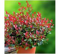 GrowOn Shrubs Photinia X Fraseri 'little Red Robin' Evergreen Garden Shrub (2 Litre Pot)