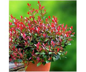 GrowOn Shrubs Photinia X Fraseri 'little Red Robin' Evergreen Garden Shrub (2 Litre Pot)