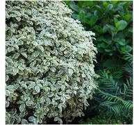 GrowOn Shrubs Pittosporum 'tenuifolium Variegatum' Evergreen Garden Shrub (9Cm Pot)